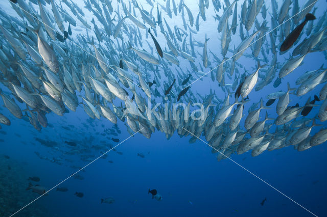 Bigeye trevally (Caranx sexfasciatus)