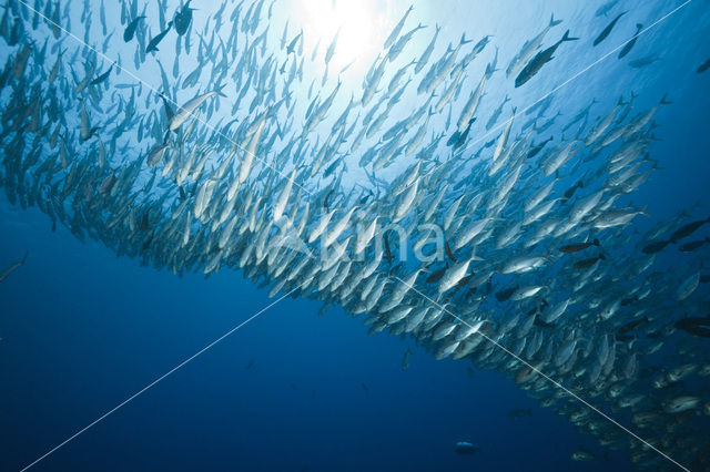 Bigeye trevally (Caranx sexfasciatus)