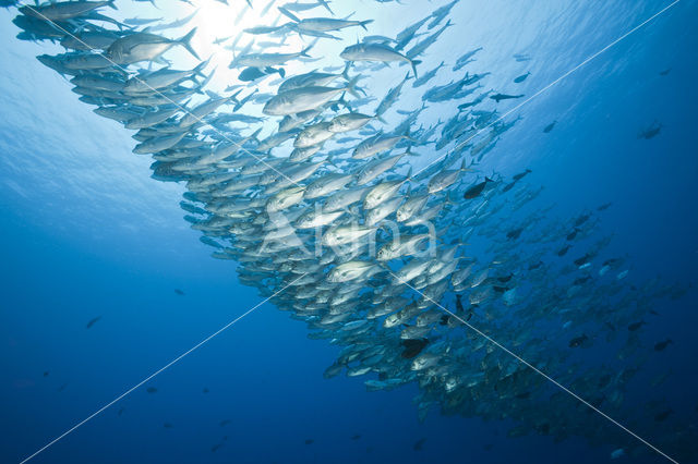 Bigeye trevally (Caranx sexfasciatus)