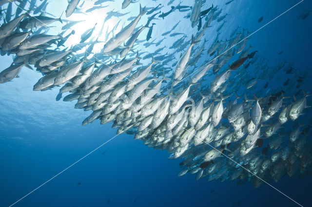 Bigeye trevally (Caranx sexfasciatus)