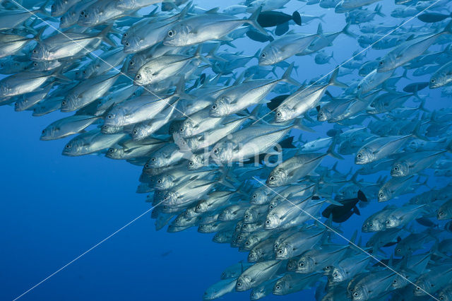 Grootoog Horsmakreel (Caranx sexfasciatus)