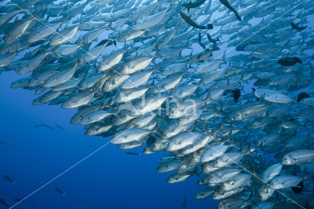 Bigeye trevally (Caranx sexfasciatus)