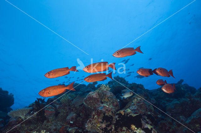 Cressent-tail bigeye (Priacanthus hamrur)