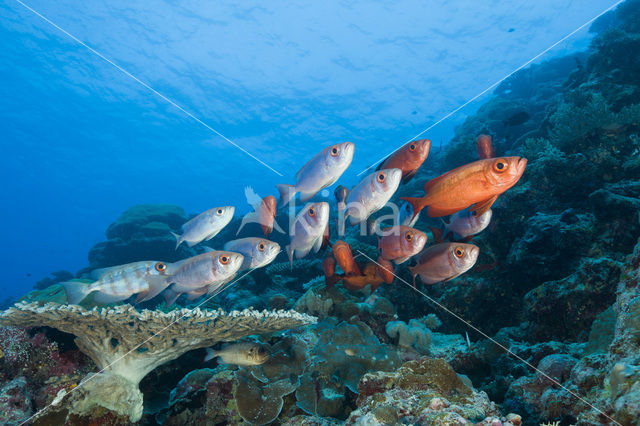 Cressent-tail bigeye (Priacanthus hamrur)