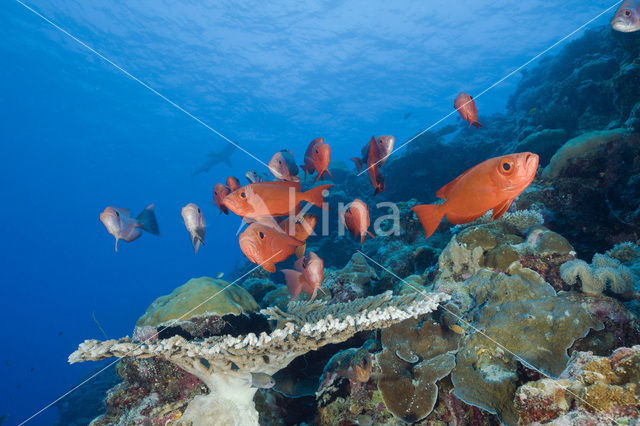 Cressent-tail bigeye (Priacanthus hamrur)