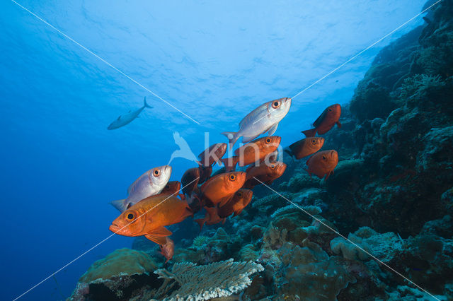 Cressent-tail bigeye (Priacanthus hamrur)