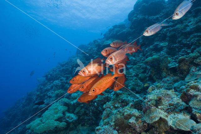 Cressent-tail bigeye (Priacanthus hamrur)