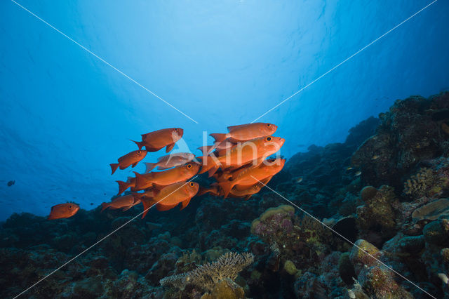 Cressent-tail bigeye (Priacanthus hamrur)