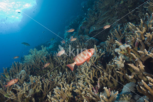 Cressent-tail bigeye (Priacanthus hamrur)