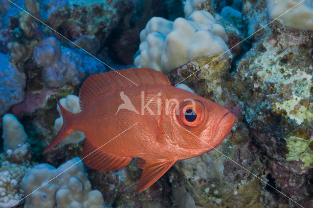 Cressent-tail bigeye (Priacanthus hamrur)