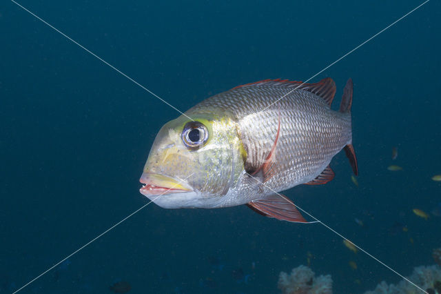 Humpnose big-eye bream