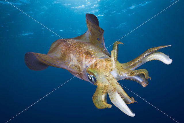 Oval Squid (Sepioteuthis lessoniana)