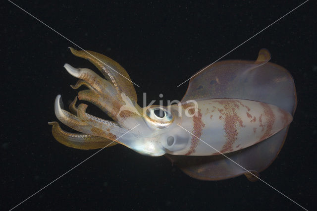 Oval Squid (Sepioteuthis lessoniana)