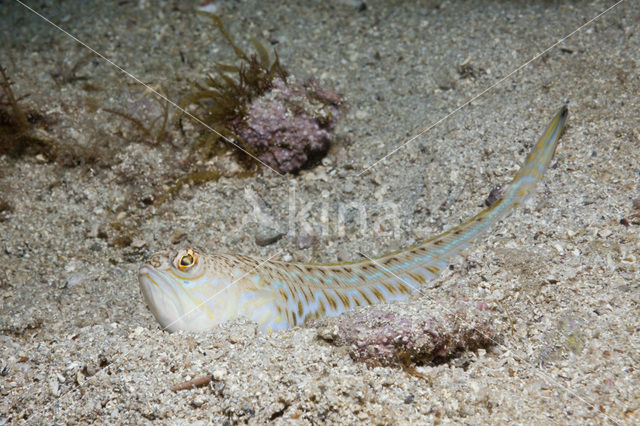 Greater Weever (Trachinus draco)