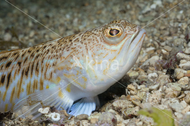 Grote pieterman (Trachinus draco)