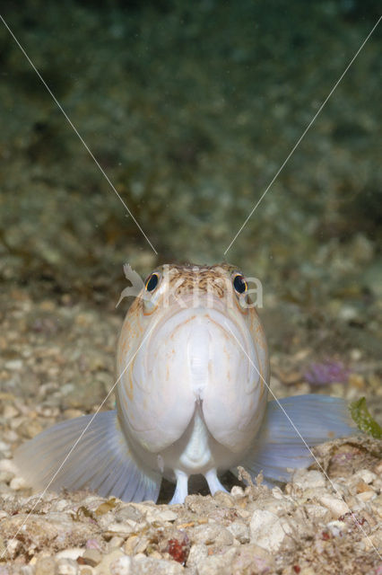 Grote pieterman (Trachinus draco)