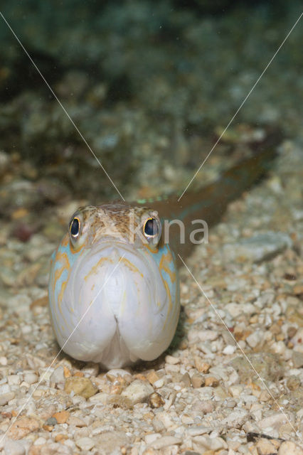 Grote pieterman (Trachinus draco)