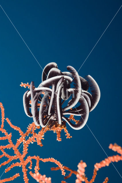 Feather star