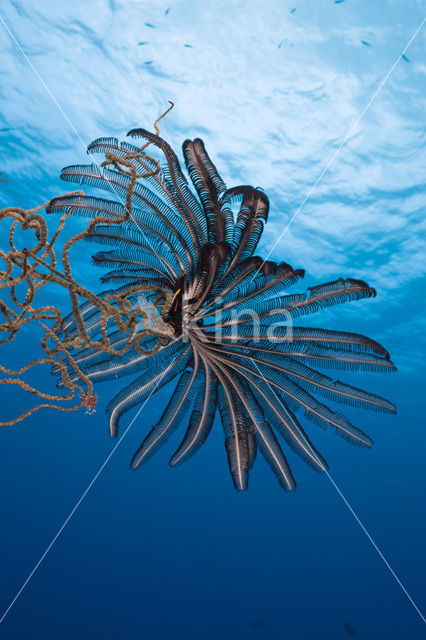 Feather star