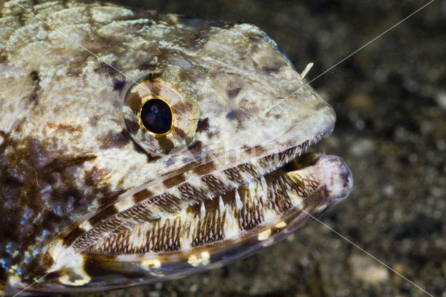 Gracile lizardfish (Saurida gracilis)