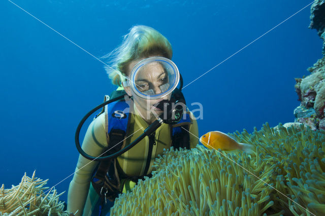 Halsband anemoonvis (Amphiprion perideraion)