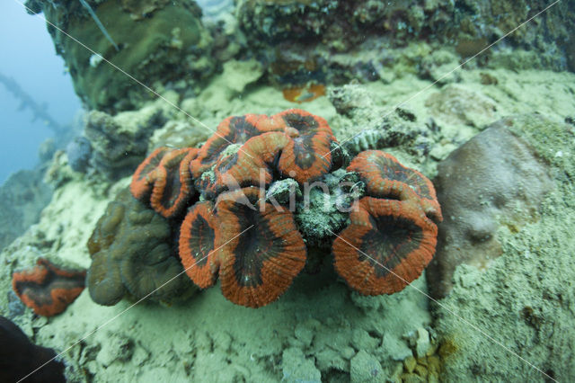 Braincoral (Diploria spec)