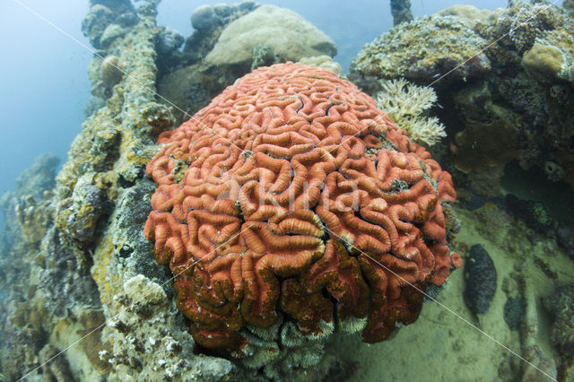 Braincoral (Diploria spec)