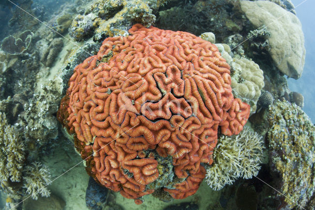 Braincoral (Diploria spec)