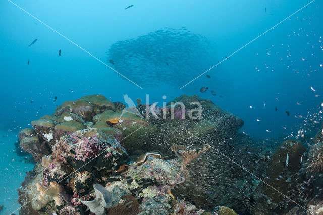 Indische glasvis (Parapriacanthus ransonneti)