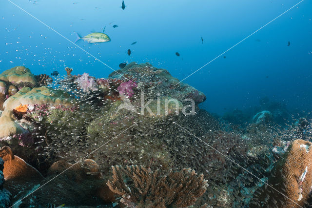 Indische glasvis (Parapriacanthus ransonneti)