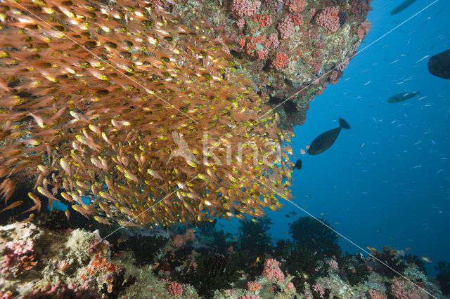 Pygmy sweeper (Parapriacanthus ransonneti)