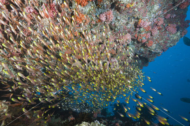 Pygmy sweeper (Parapriacanthus ransonneti)