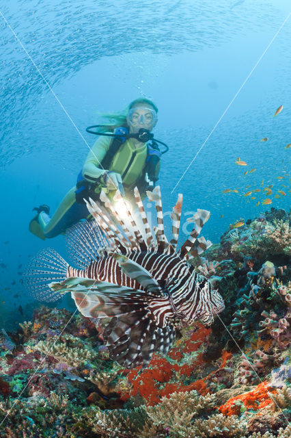 Indische koraalduivel (Pterois miles)