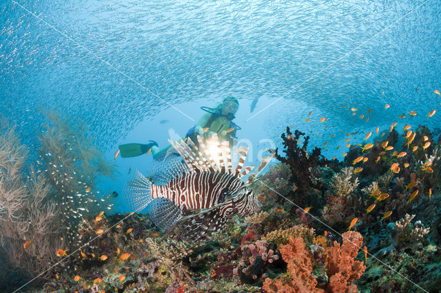 Indische koraalduivel (Pterois miles)