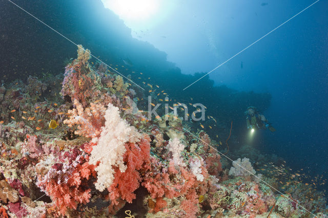 Indian Ocean