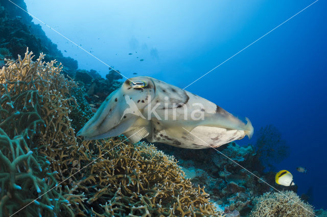 Reef cuttlefish