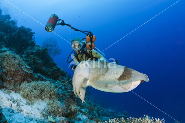 Reef cuttlefish