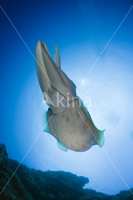 Inktvis (Sepia latimanus)