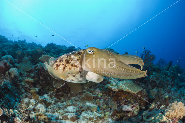 Inktvis (Sepia latimanus)