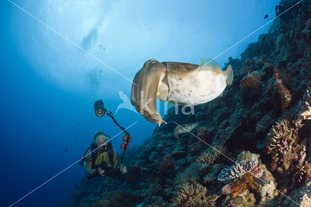 Inktvis (Sepia latimanus)