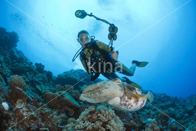 Reef cuttlefish