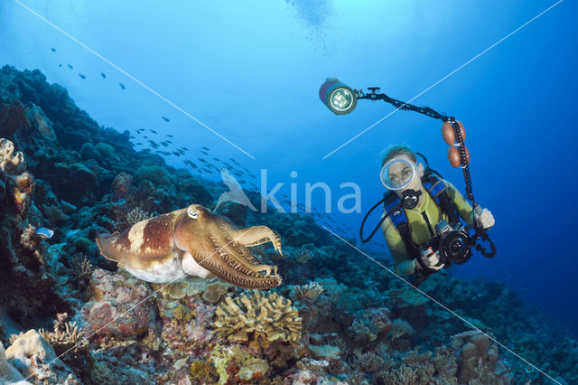 Reef cuttlefish