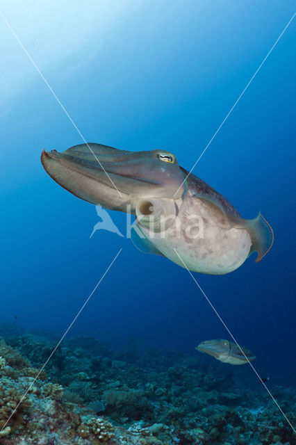 Inktvis (Sepia latimanus)