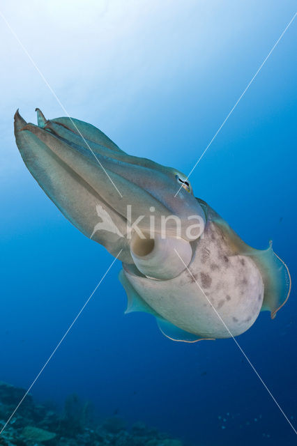 Inktvis (Sepia latimanus)