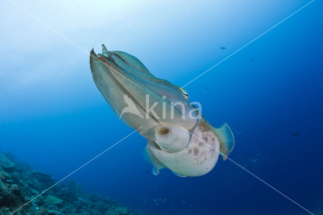 Inktvis (Sepia latimanus)