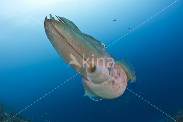 Reef cuttlefish