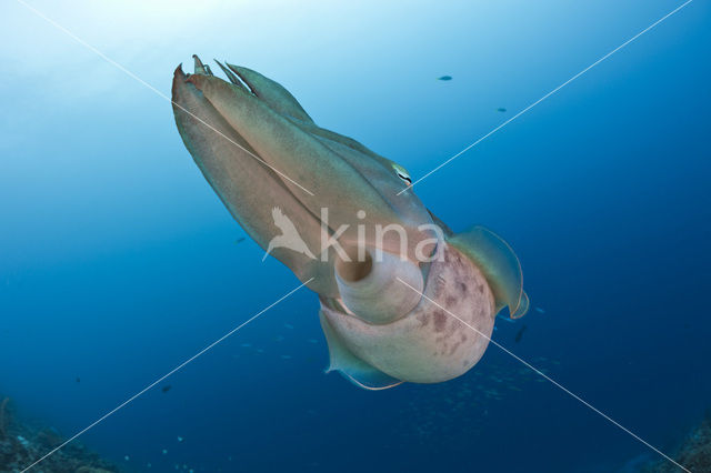 Inktvis (Sepia latimanus)