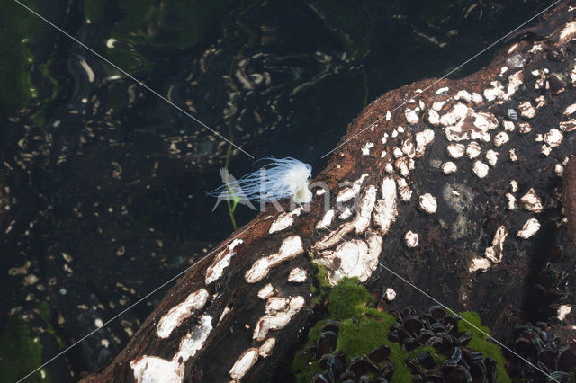 Jellyfish-eating sea anemone (Entacmaea medusivora)