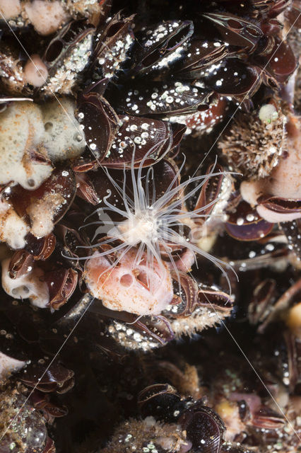 Jellyfish-eating sea anemone (Entacmaea medusivora)