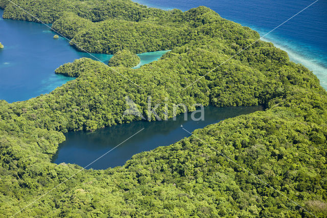 Jellyfish Lake